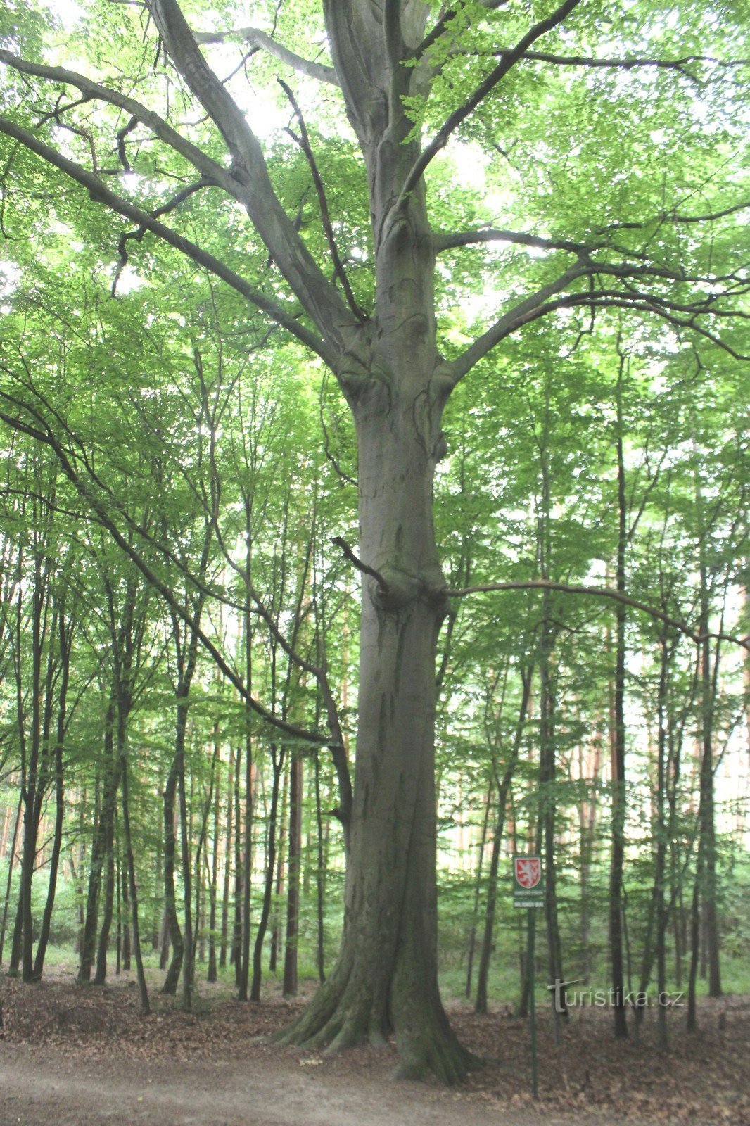 Allmän bild av det dominerande trädet