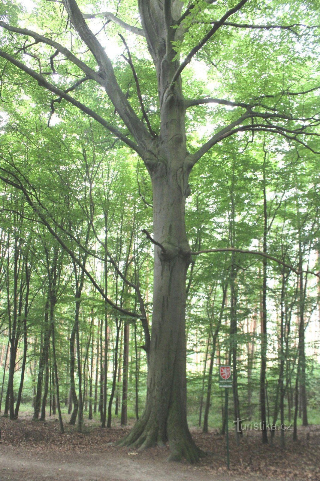 Vedere generală a arborelui dominant