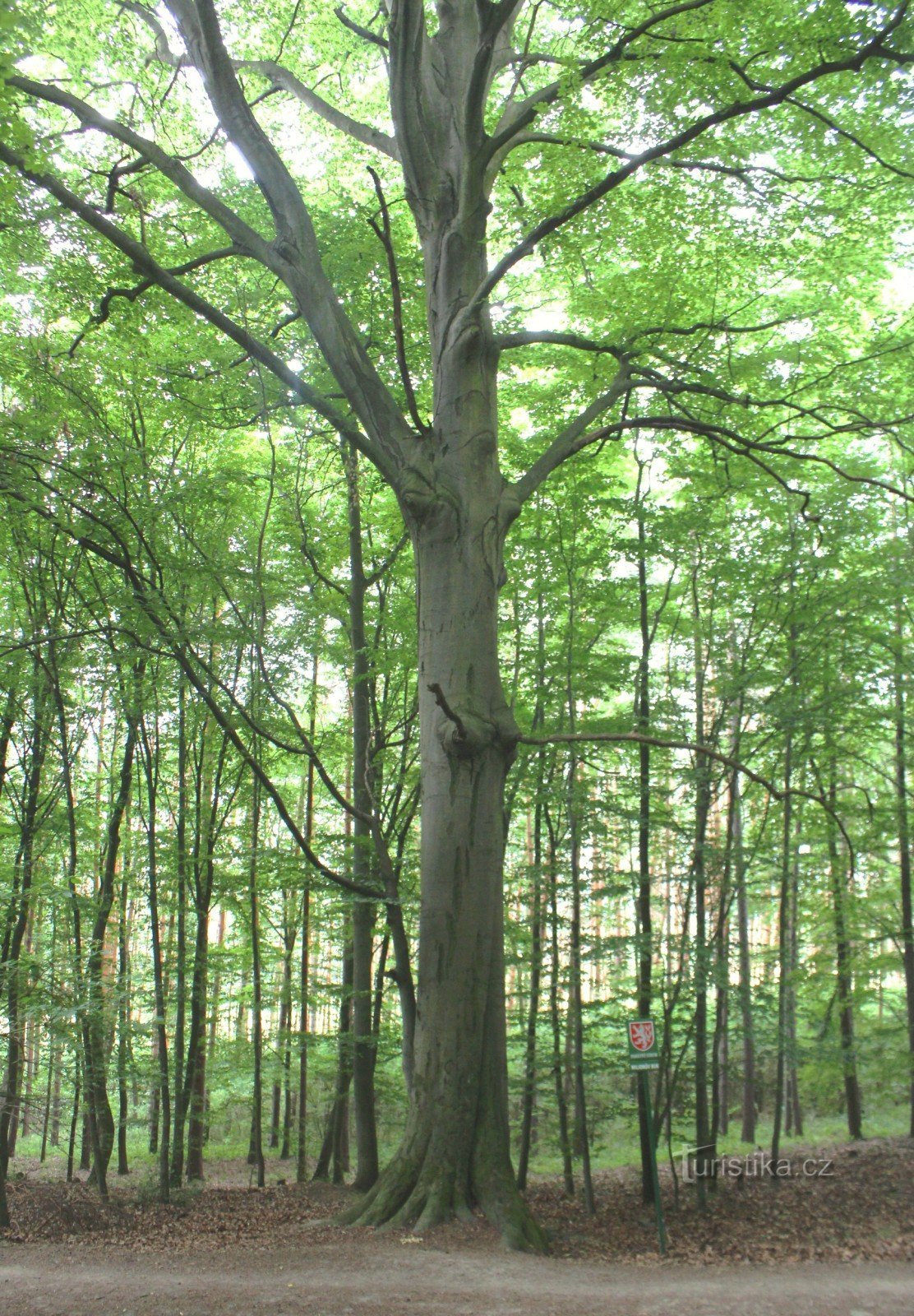 General view of the dominant tree