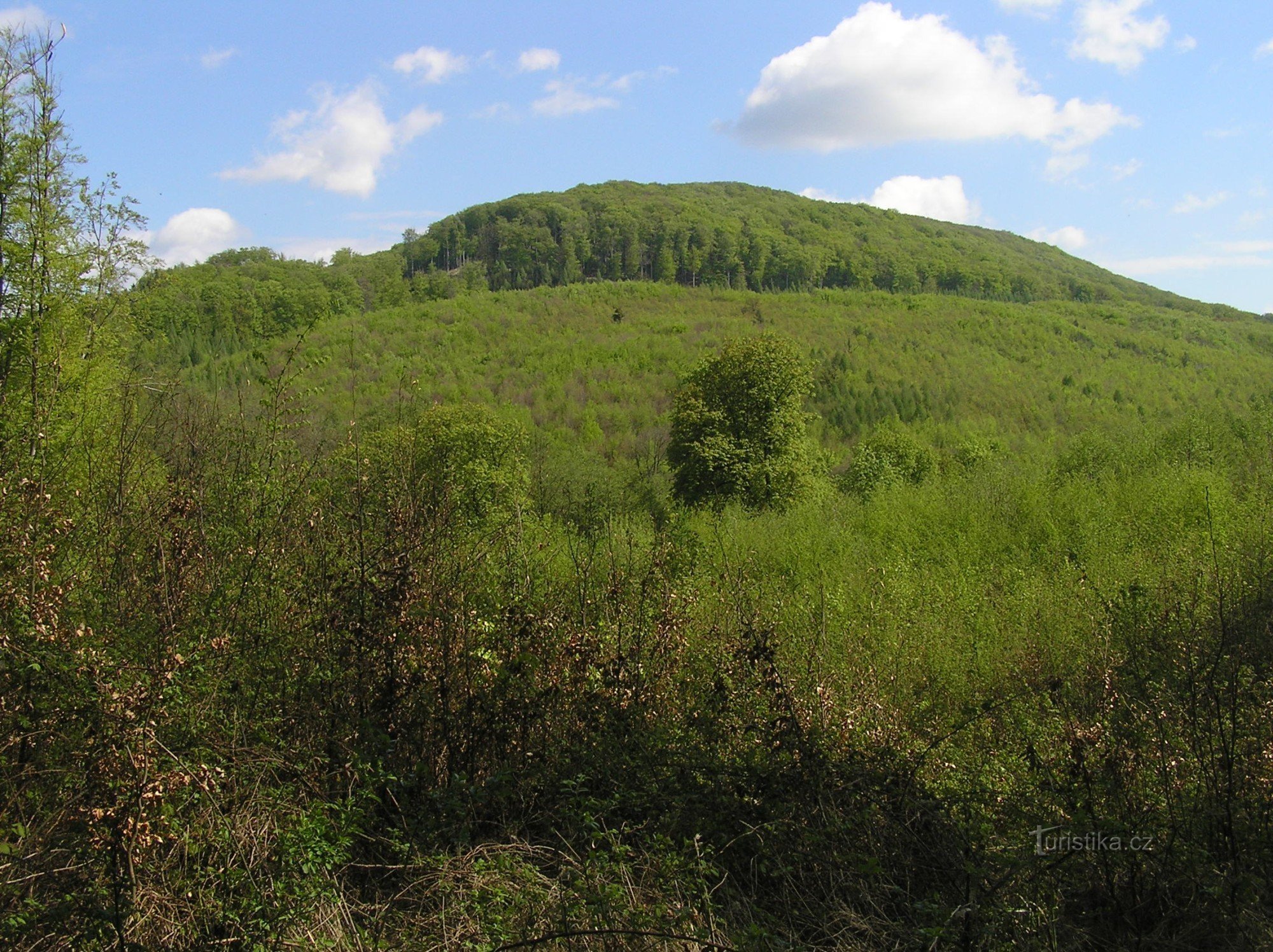 widok ogólny na Holý kopec od południowego zachodu - rezerwat zajmuje starsze leśne poro