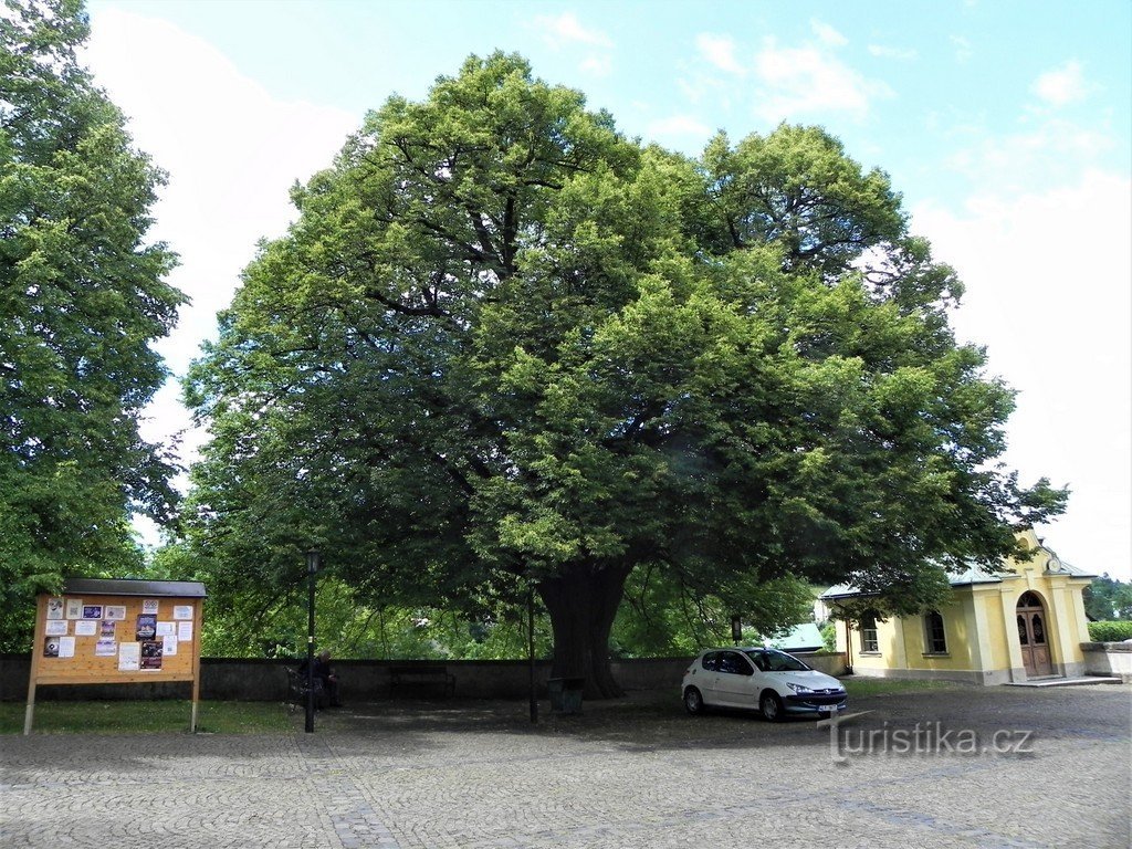 General view of the linden tree