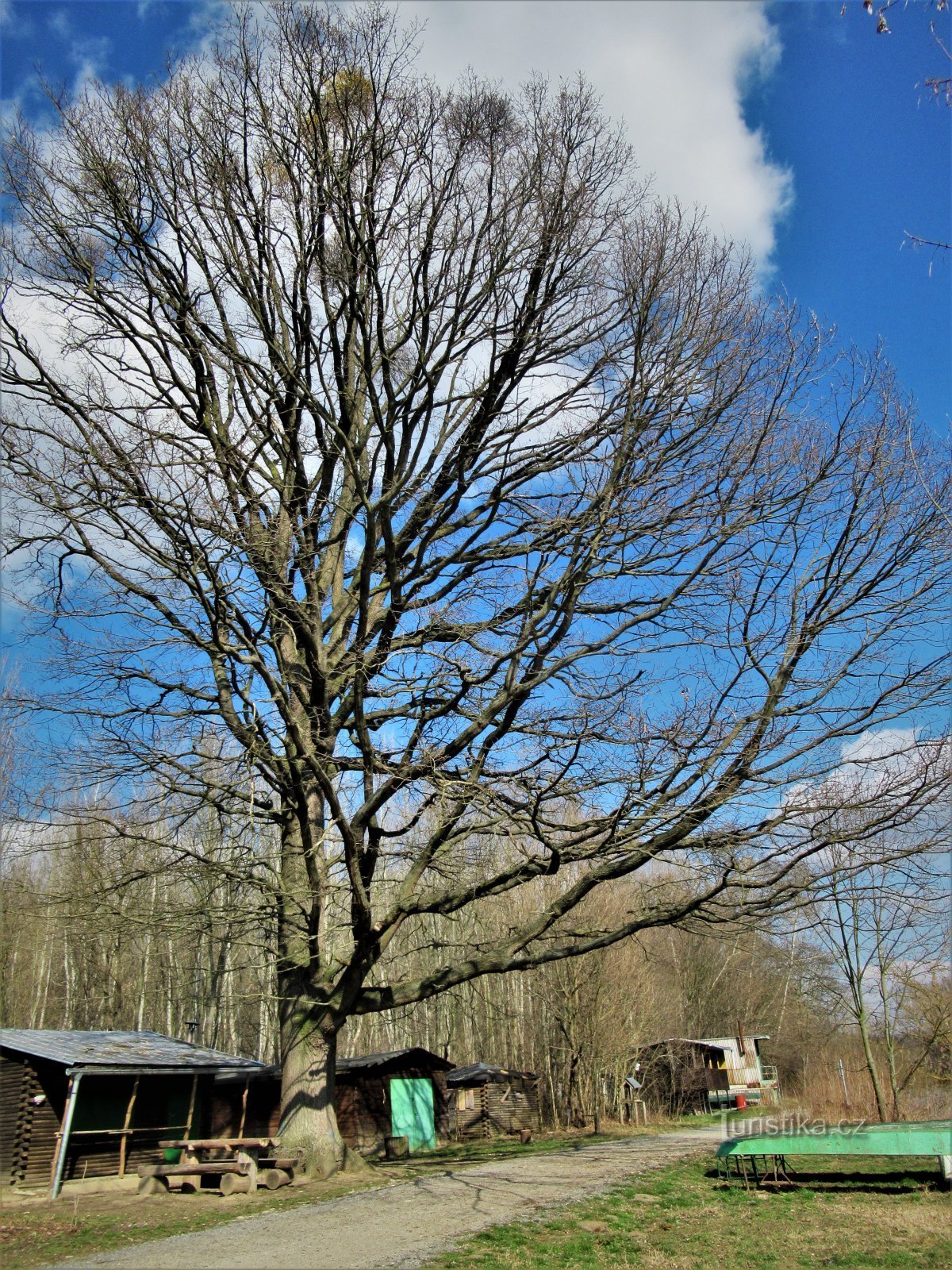 Celkový pohled na mohutný dub a jeho členitý habitus