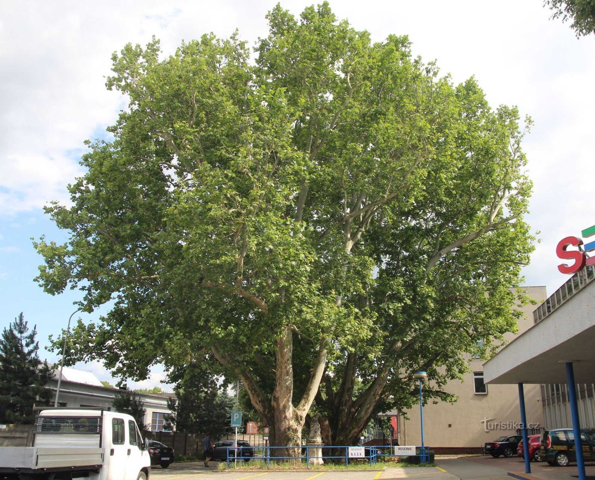 Vista generale di entrambi gli alberi commemorativi