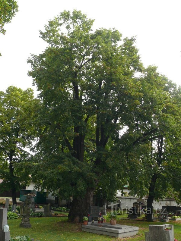 Widok ogólny pomnika Lipa w Třebenice