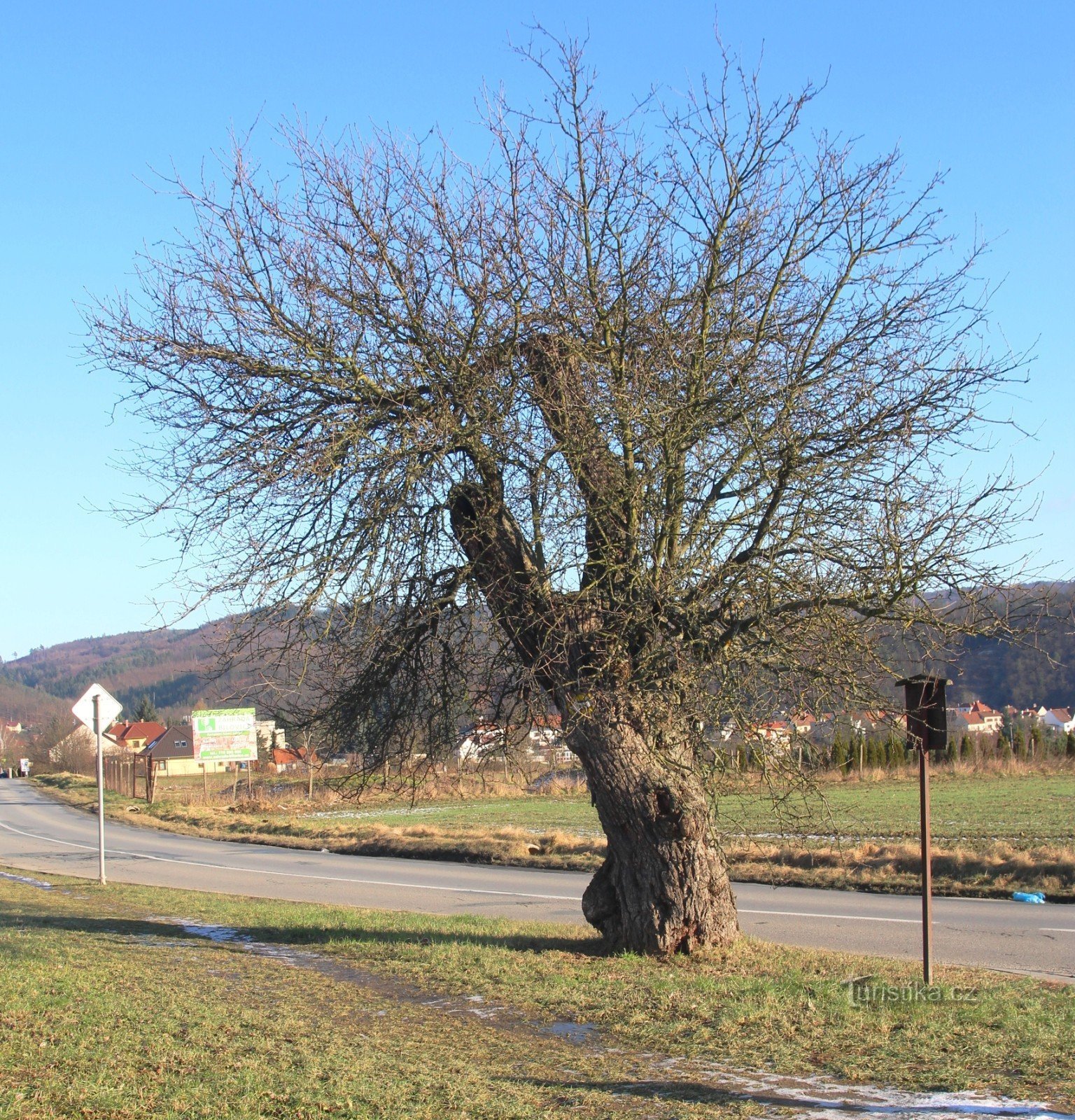 General view of the memorial tree