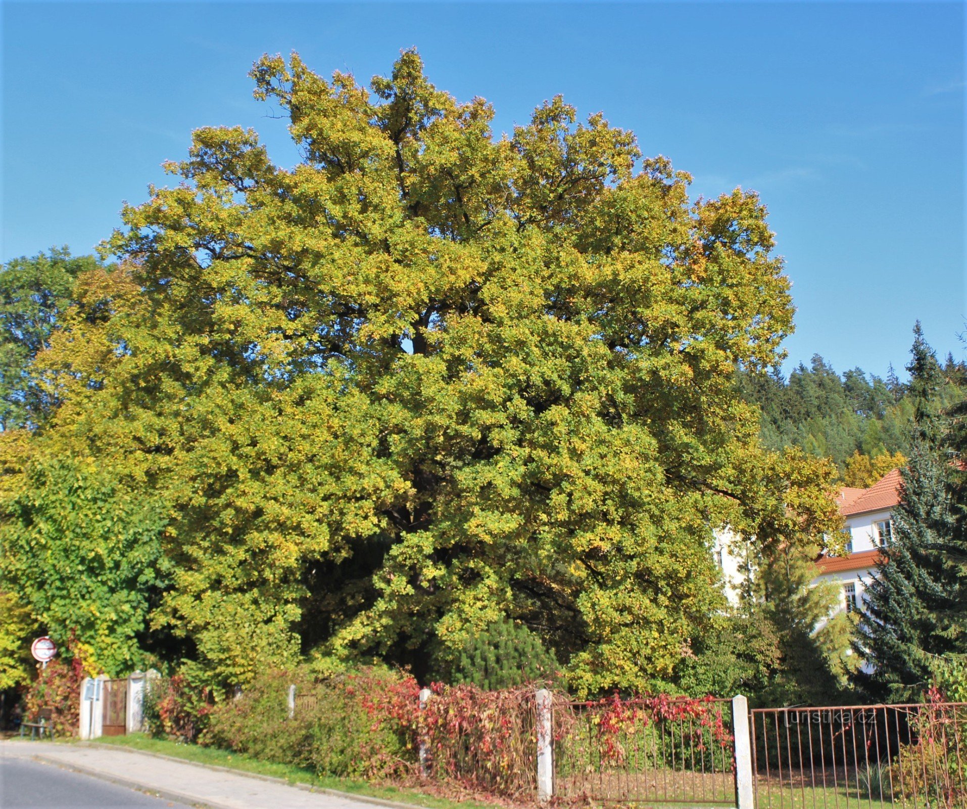 Vista general del árbol conmemorativo