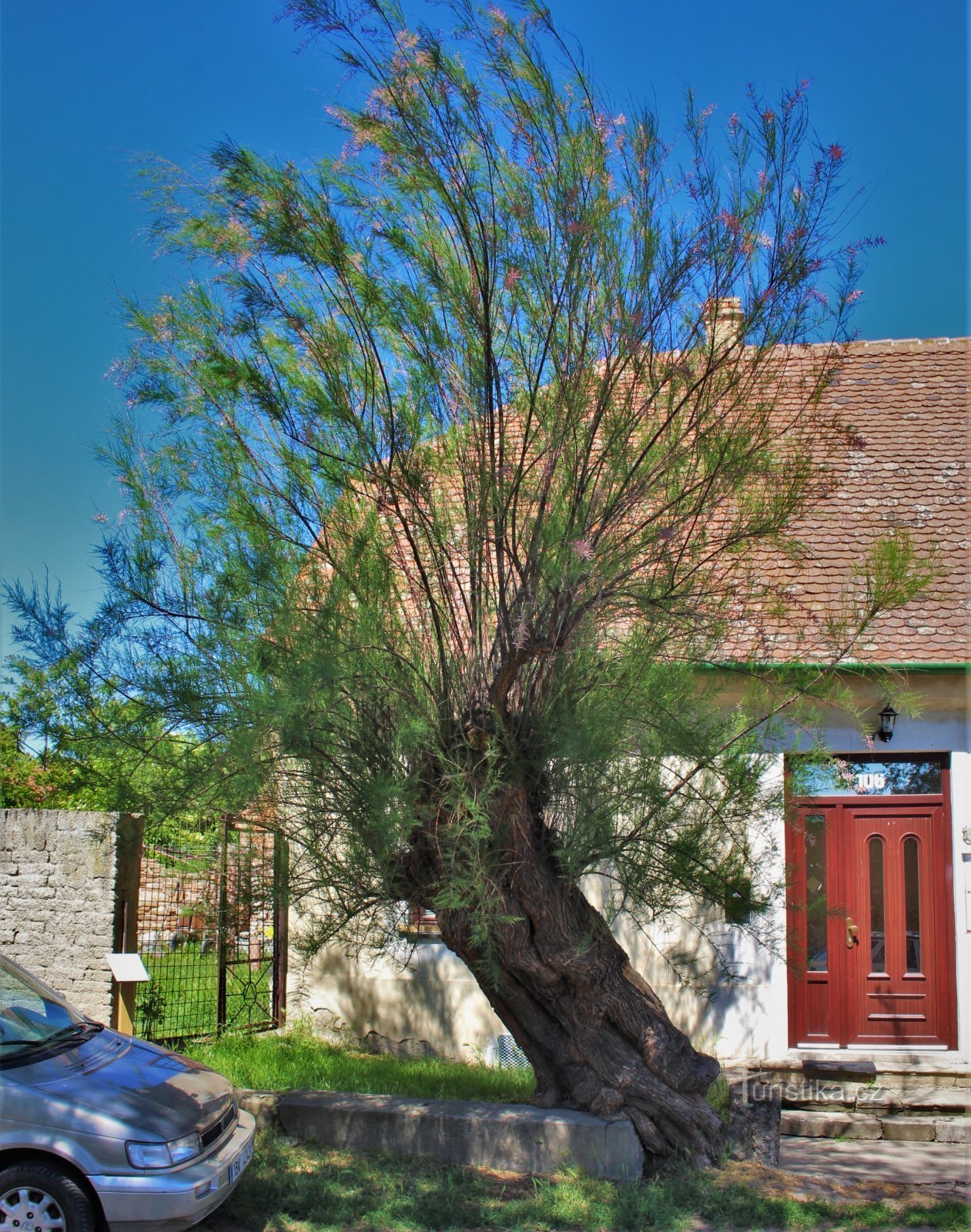 Vista generale dell'albero commemorativo