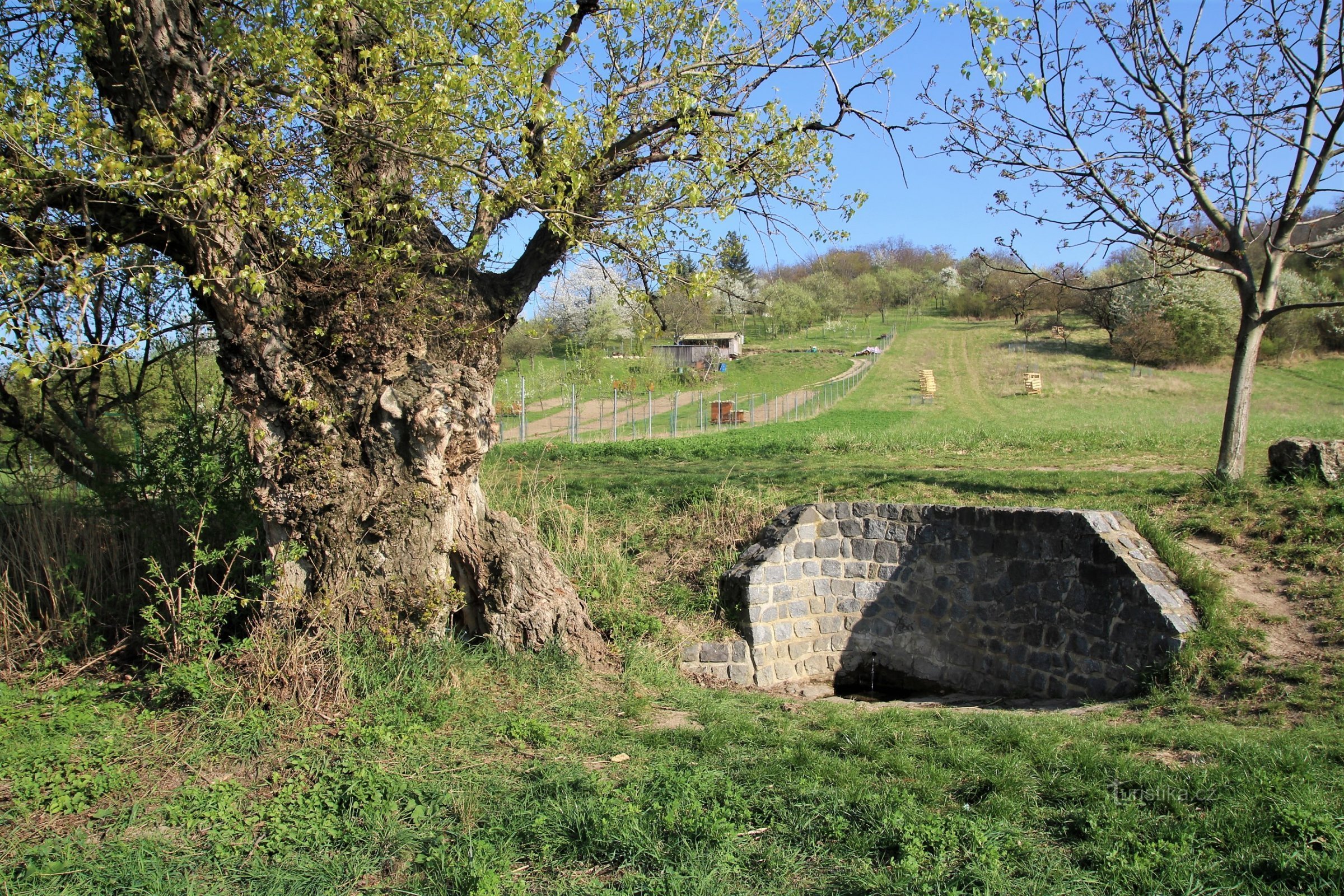 General view of the well, a dominant old poplar on the left