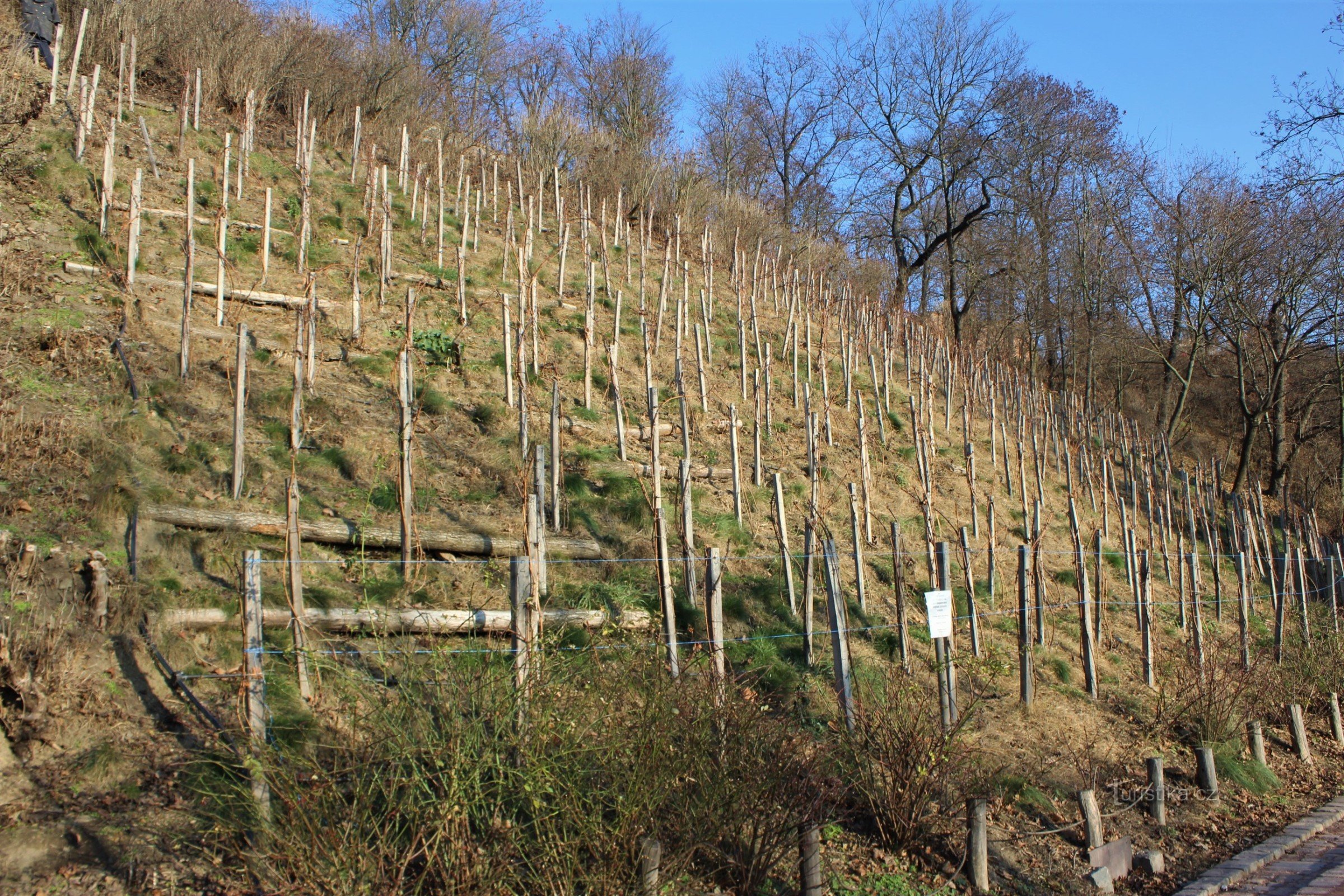 Veduta d'insieme del vigneto