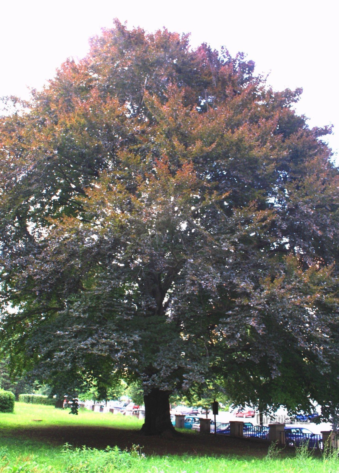 General view from the park