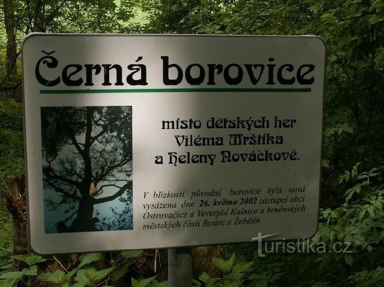 Černá borovice: The place where the Mrštík brothers played in their childhood.