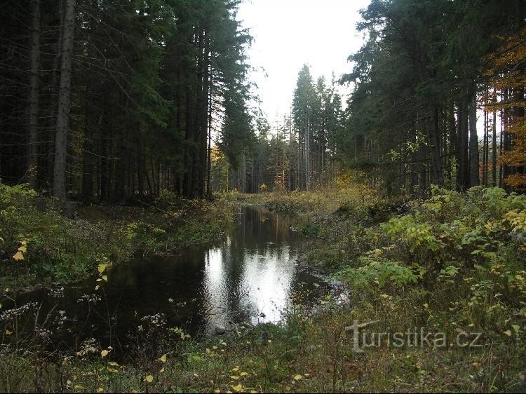 Schwarze Opava über München