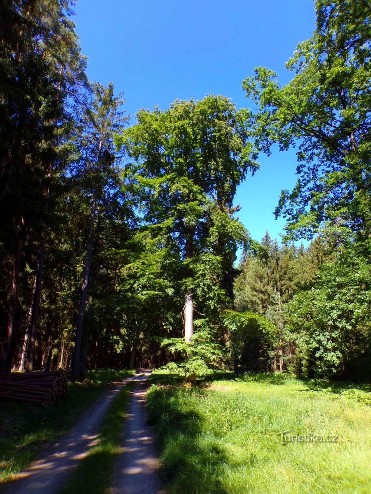 Crna strana (Hradec Králové, 24.6.2022.)