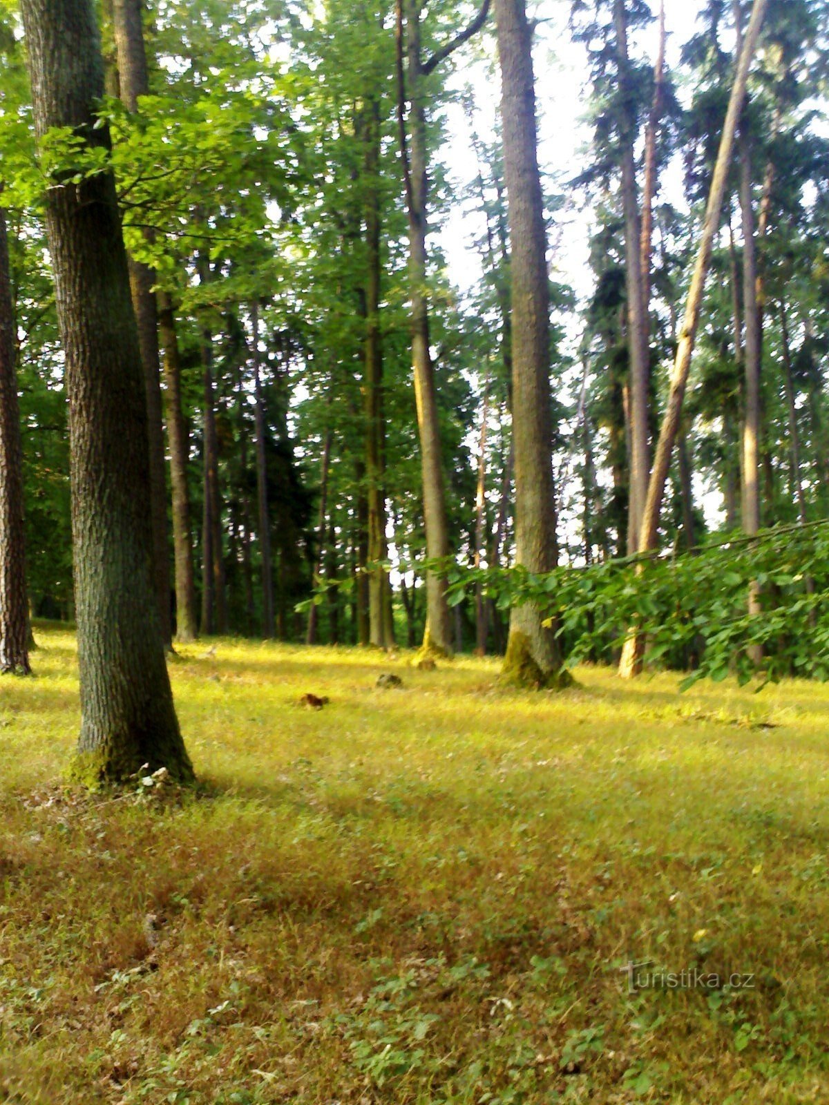 Černá stráň - Градецькі ліси