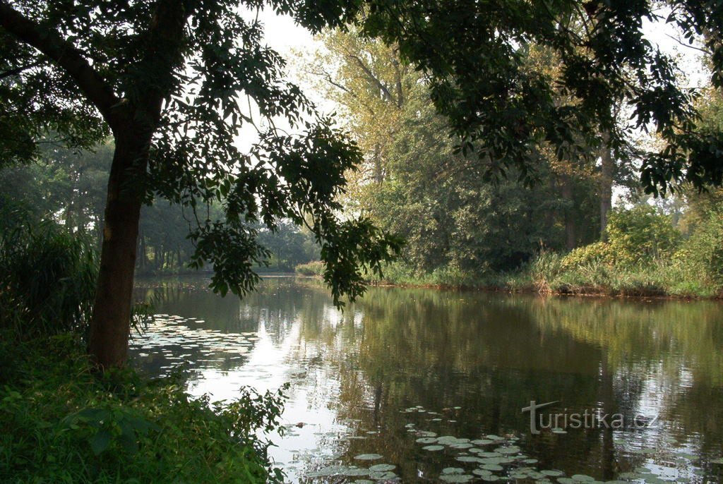 Dòng suối đen gần Staré Kolín