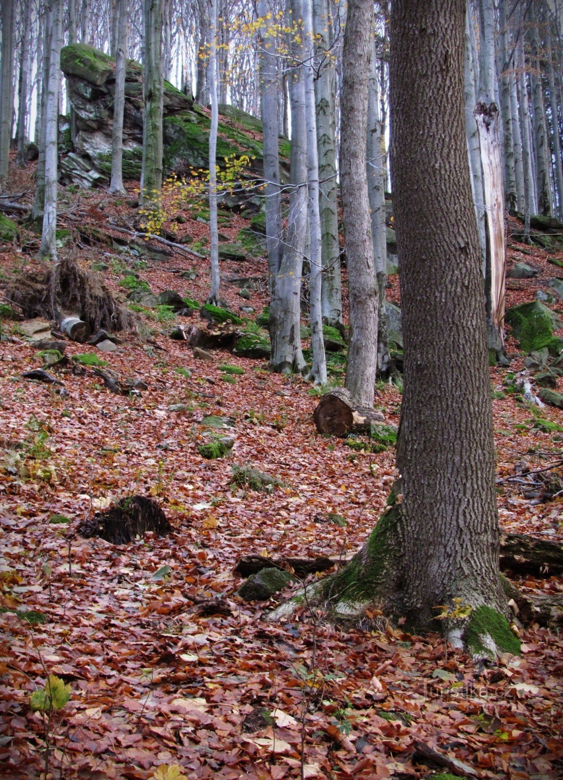 Czerniawa - skały nad leśną drogą