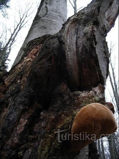 Jeżyna