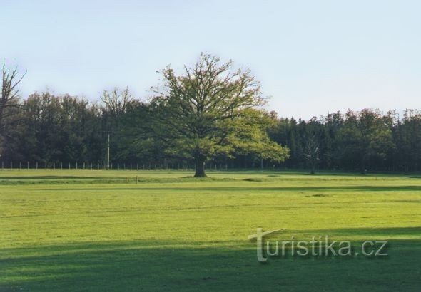 Černická naturreservat