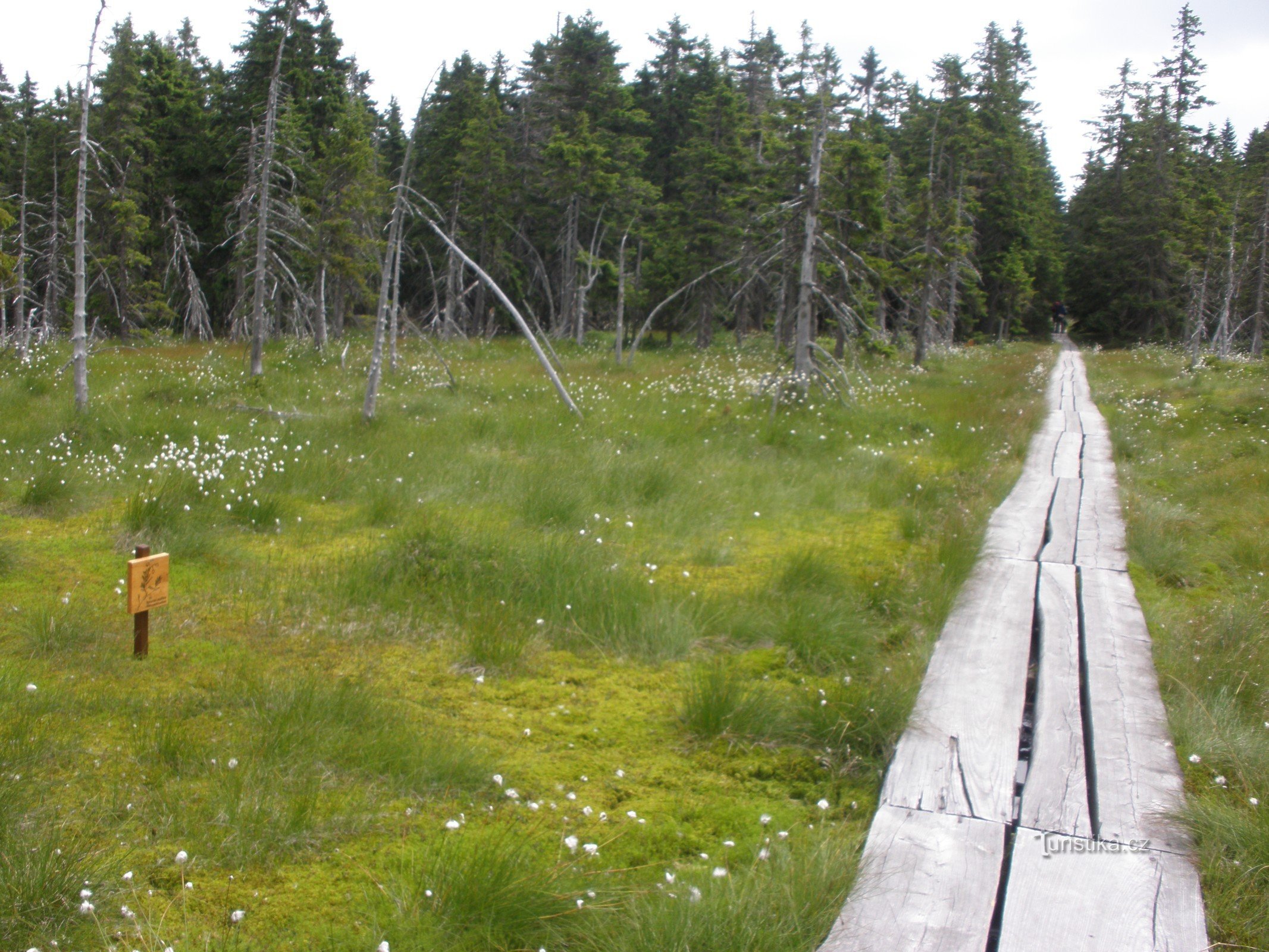 Montenegro peat bogs