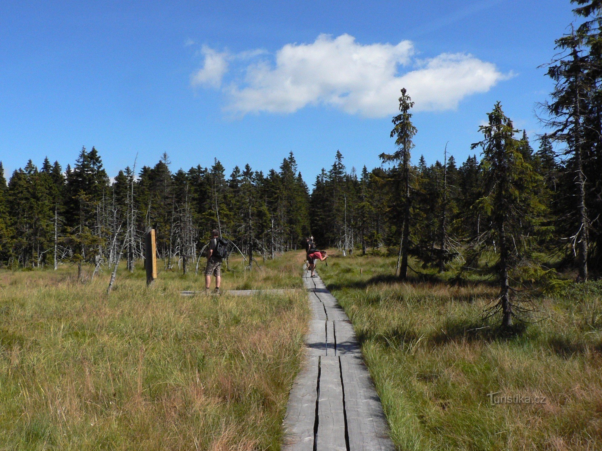 Black Mountain peat bog - Black Mountain