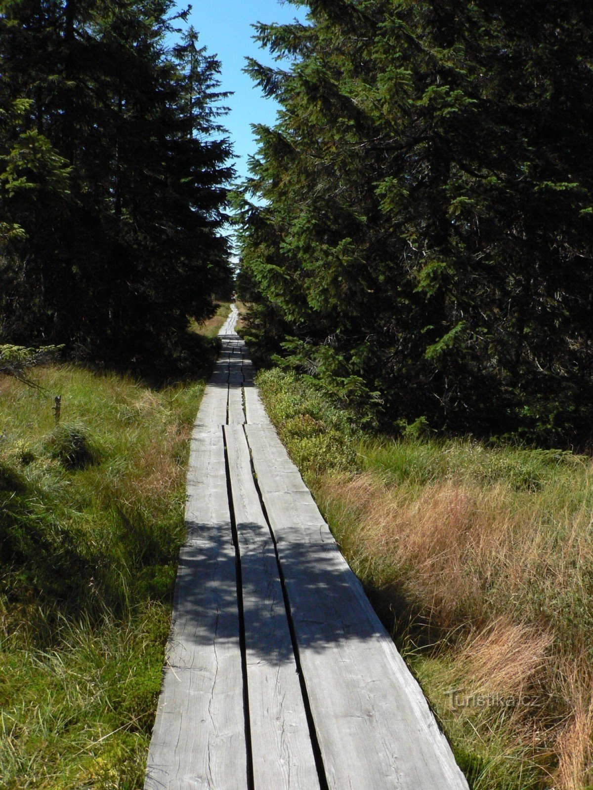 Black Mountain peat bog - Black Mountain