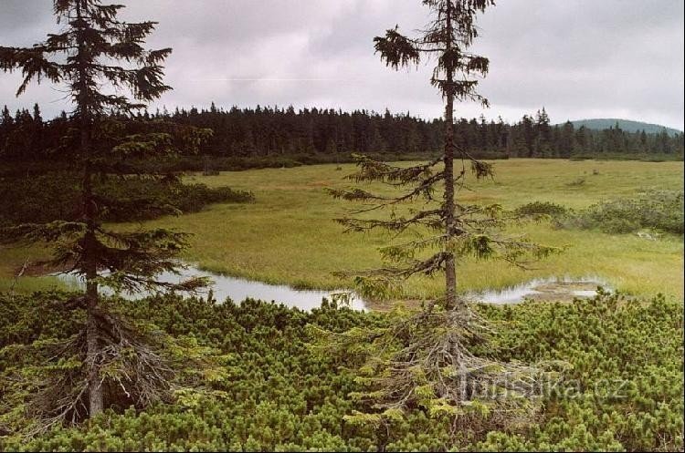 Black Mountain peat bog: peat bog from the viewpoint