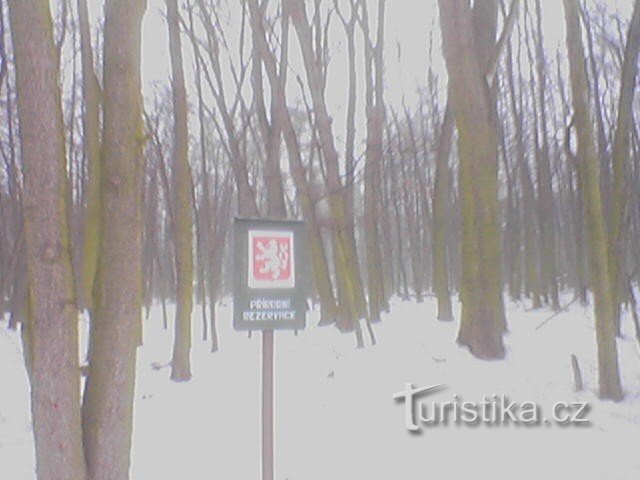 Khu rừng Chernivtsi