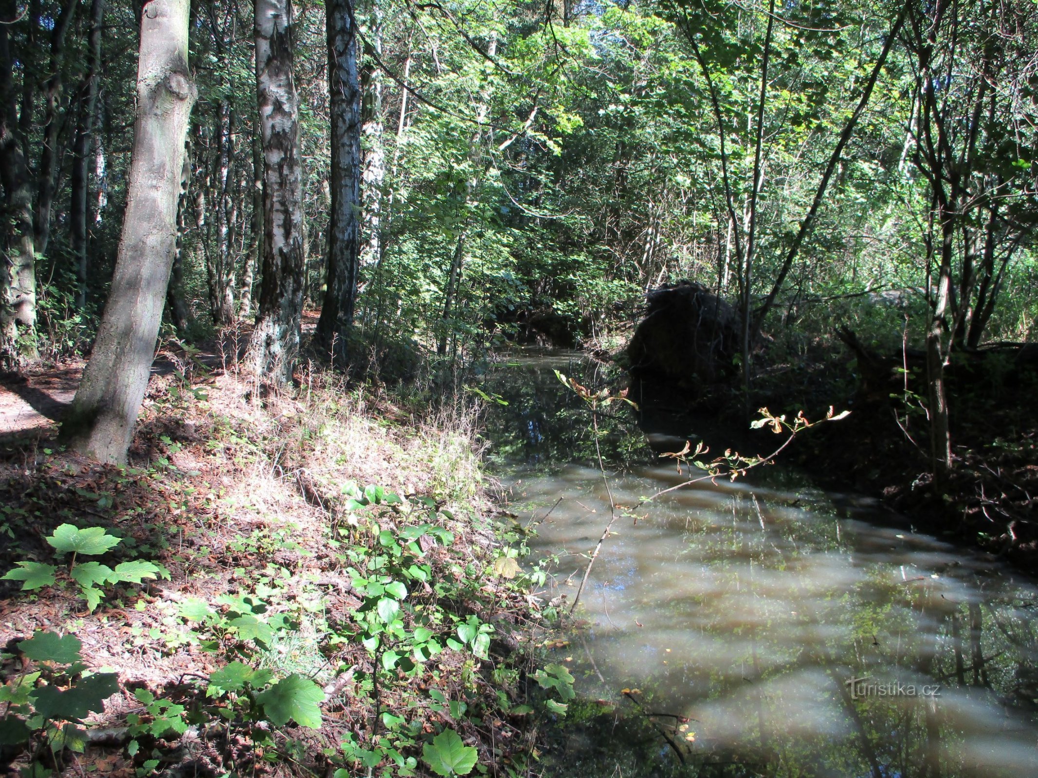 Černská strouha u Šviholce (Lázně Bohdaneč, 7.9.2020)