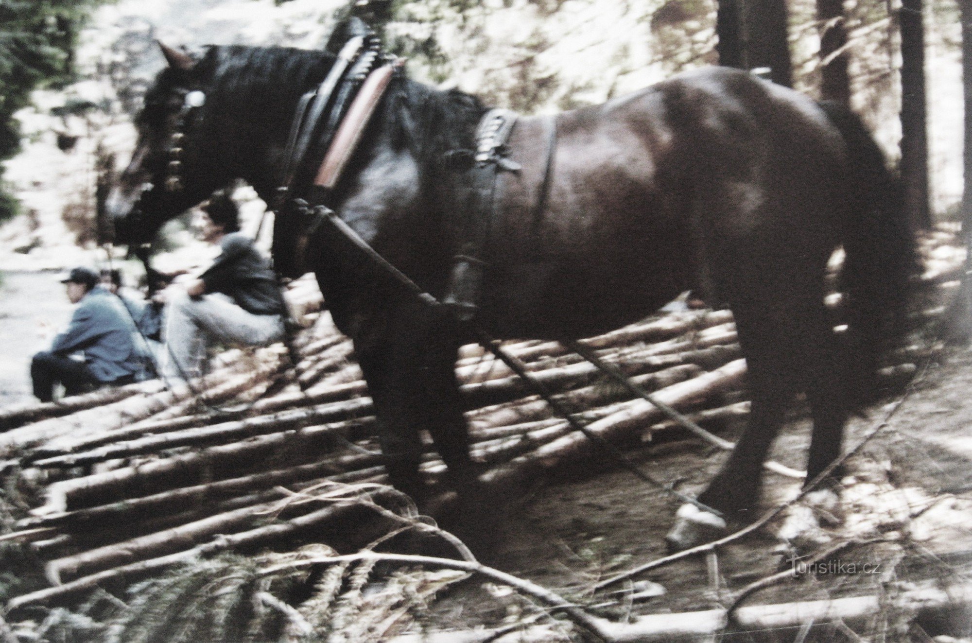 Zwart paard onder Ožiňák