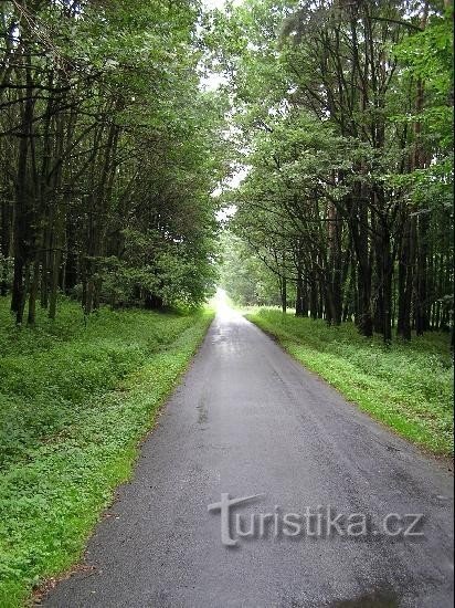 Černý les: Černý les - kilátás a Šilheřovice felé vezető útra