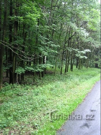 Černý les: Černý les - vista da direção de Petřkovice