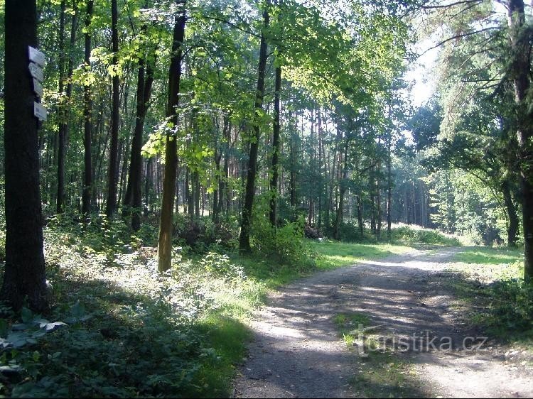 Forêt Noire: route Lichnov Milotice nad Opavou
