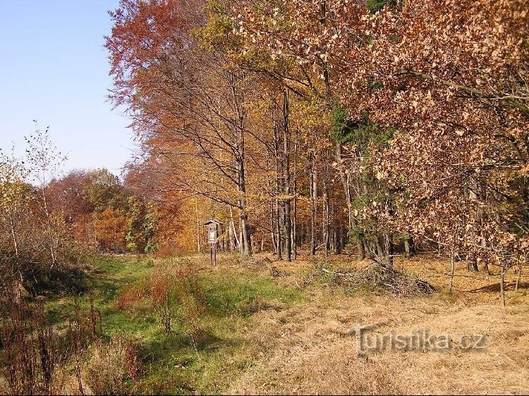 Černý les u Šilheřovice I : Černý les u Šilheřovice I