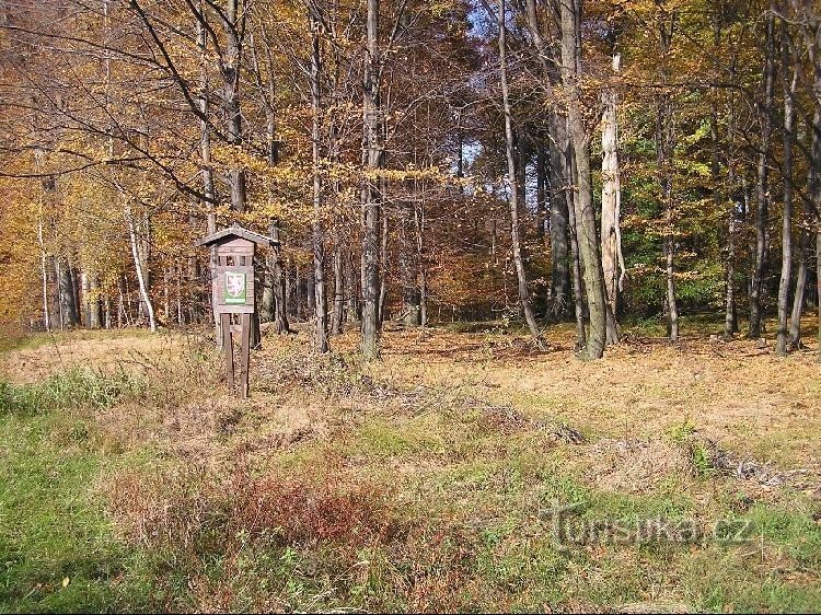 Černý les u Šilheřovice I : Černý les u Šilheřovice I