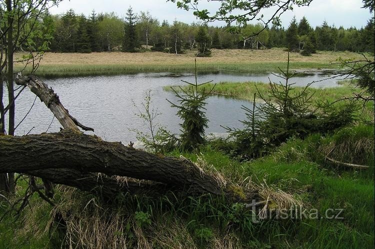 Sort dam: på østbredden