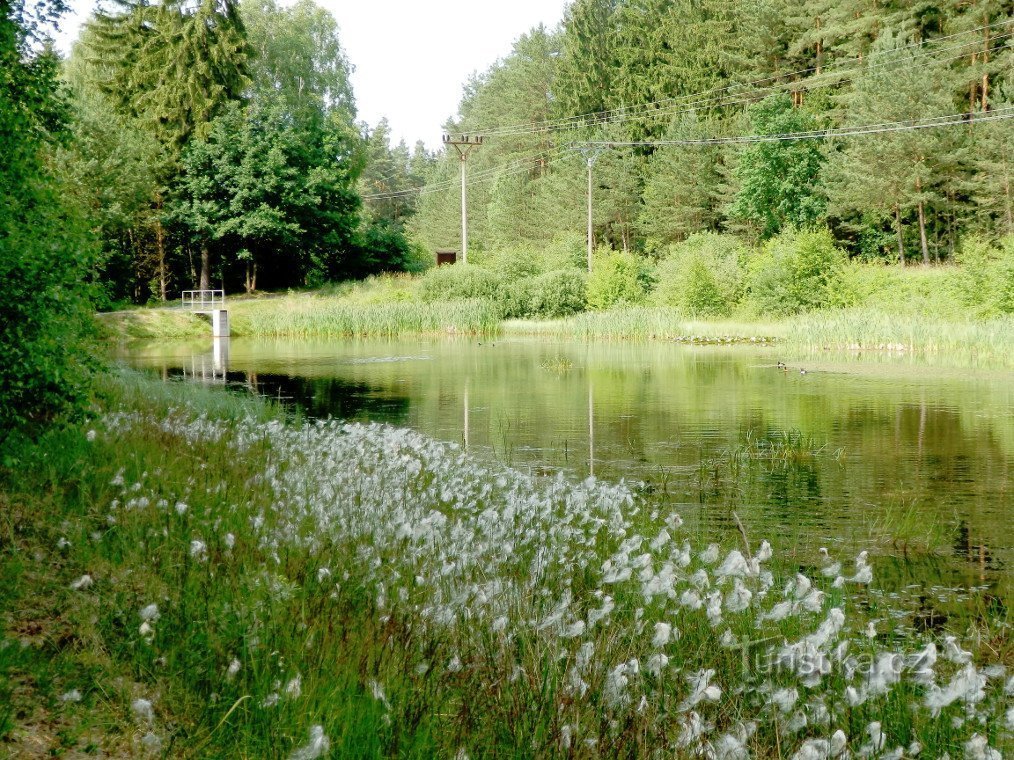 Czarny staw z torfowiskiem, widok na tamę