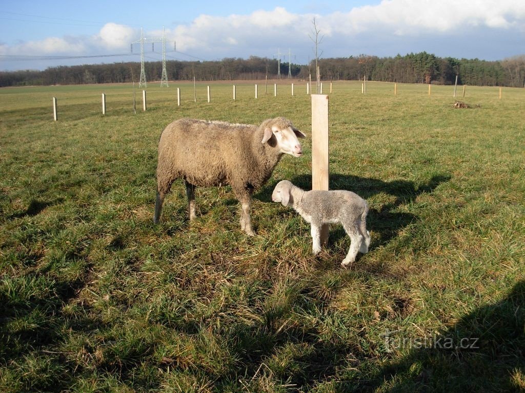 Verse toevoeging aan de kudde