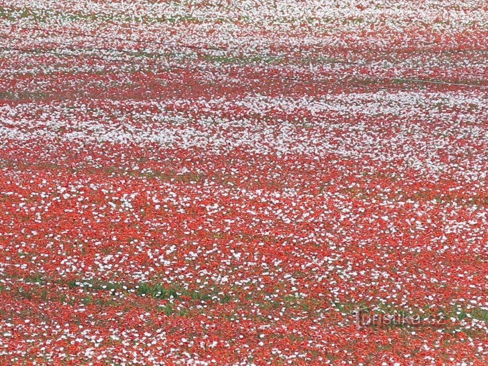 puissance rouge et blanche