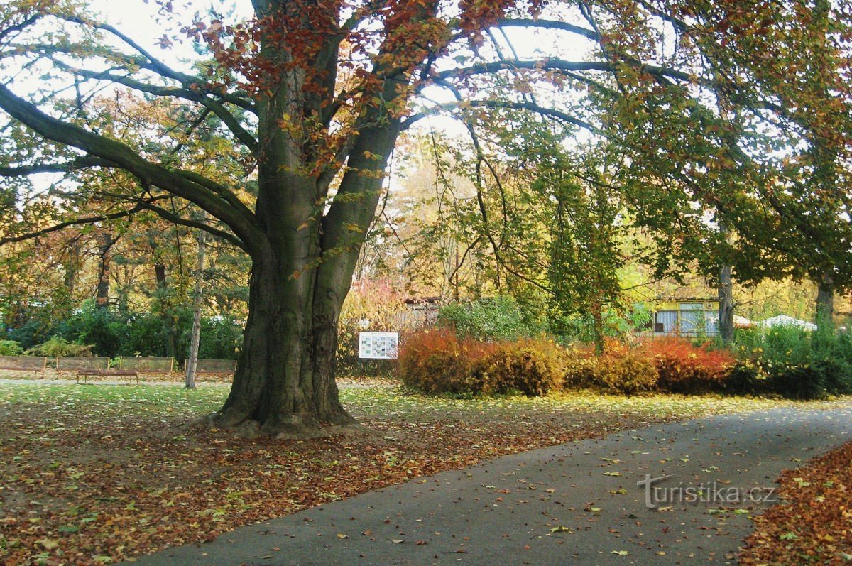 Hêtre à feuilles rouges