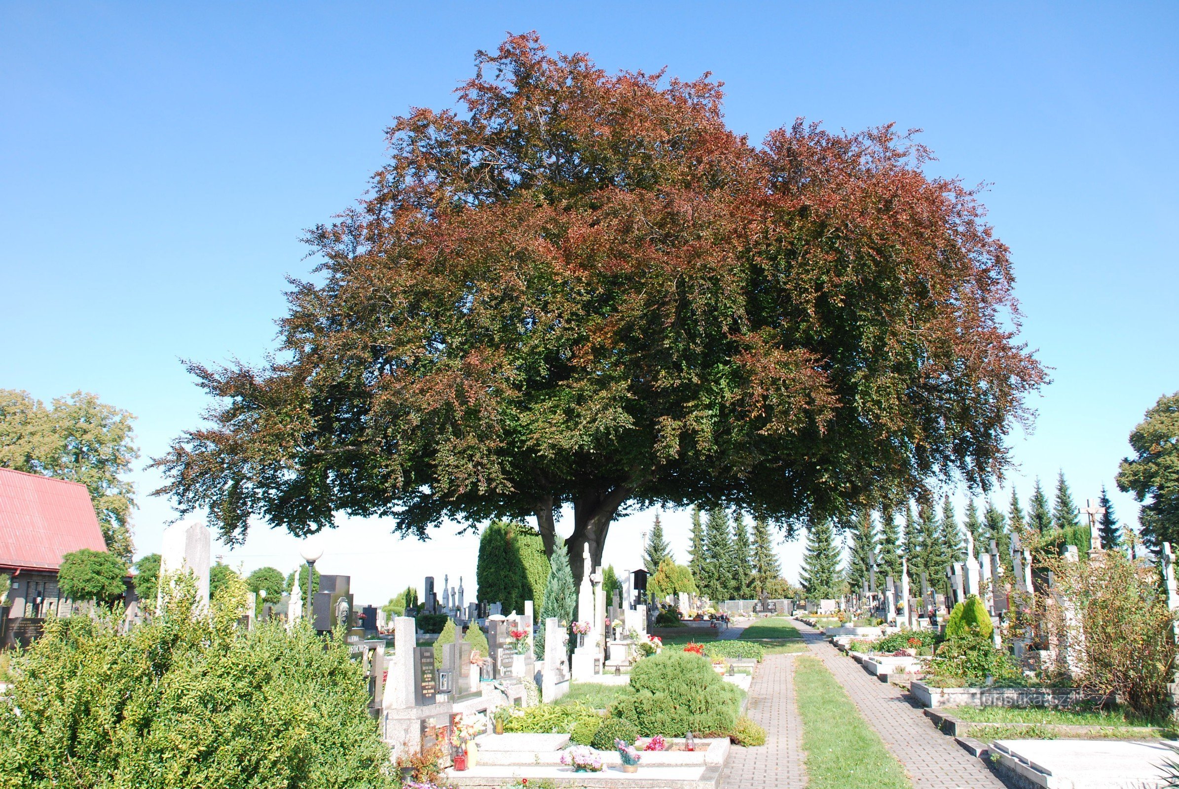 Hêtre à feuilles rouges à Brušperk