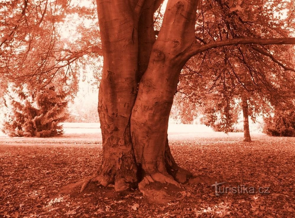 Červenolistý strom v parku Svobody ve Zlíně