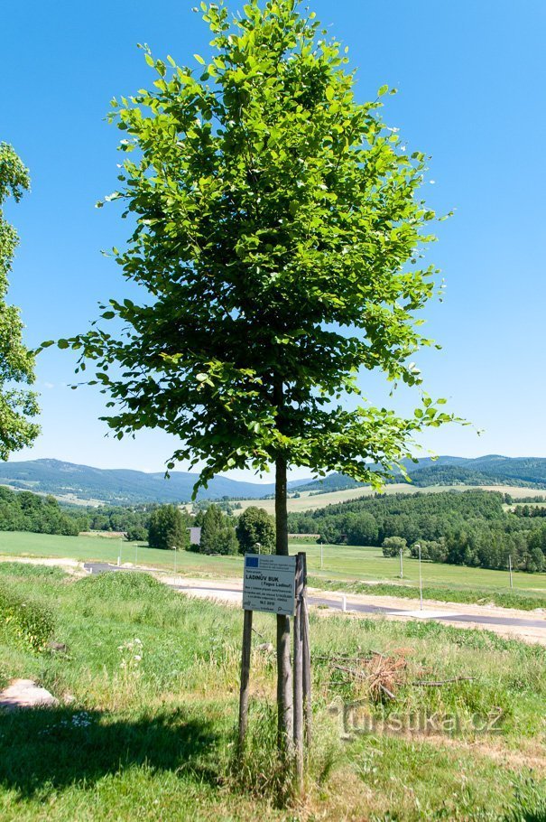 Červený Potok – Onvergetelijke Ladinische beuk