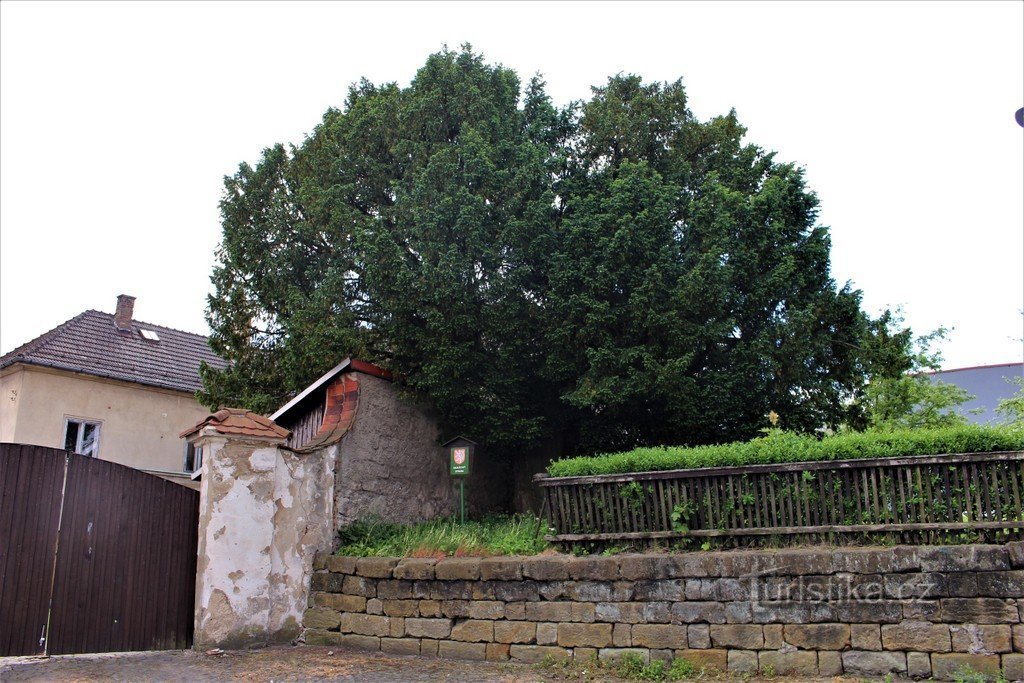 Česká Kamenice, memorial red yew tree