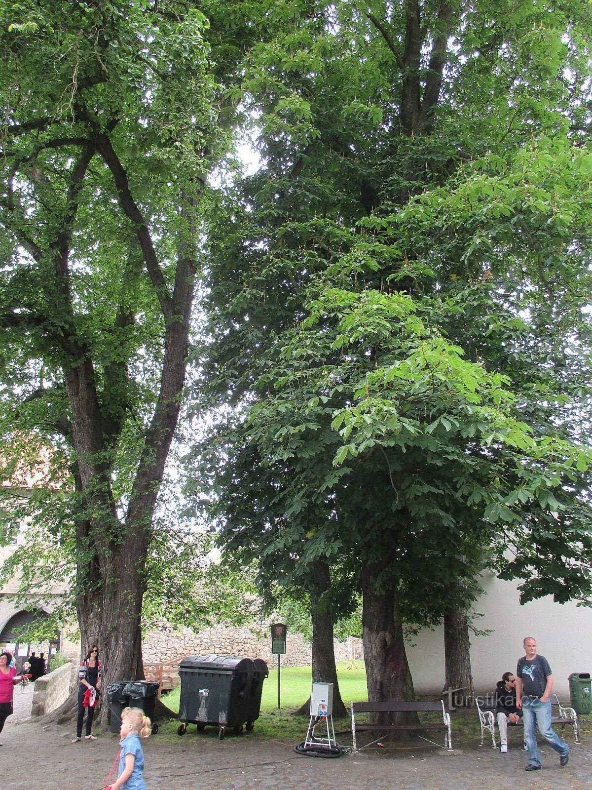 Česká Lípa - een groep herdenkingsbomen
