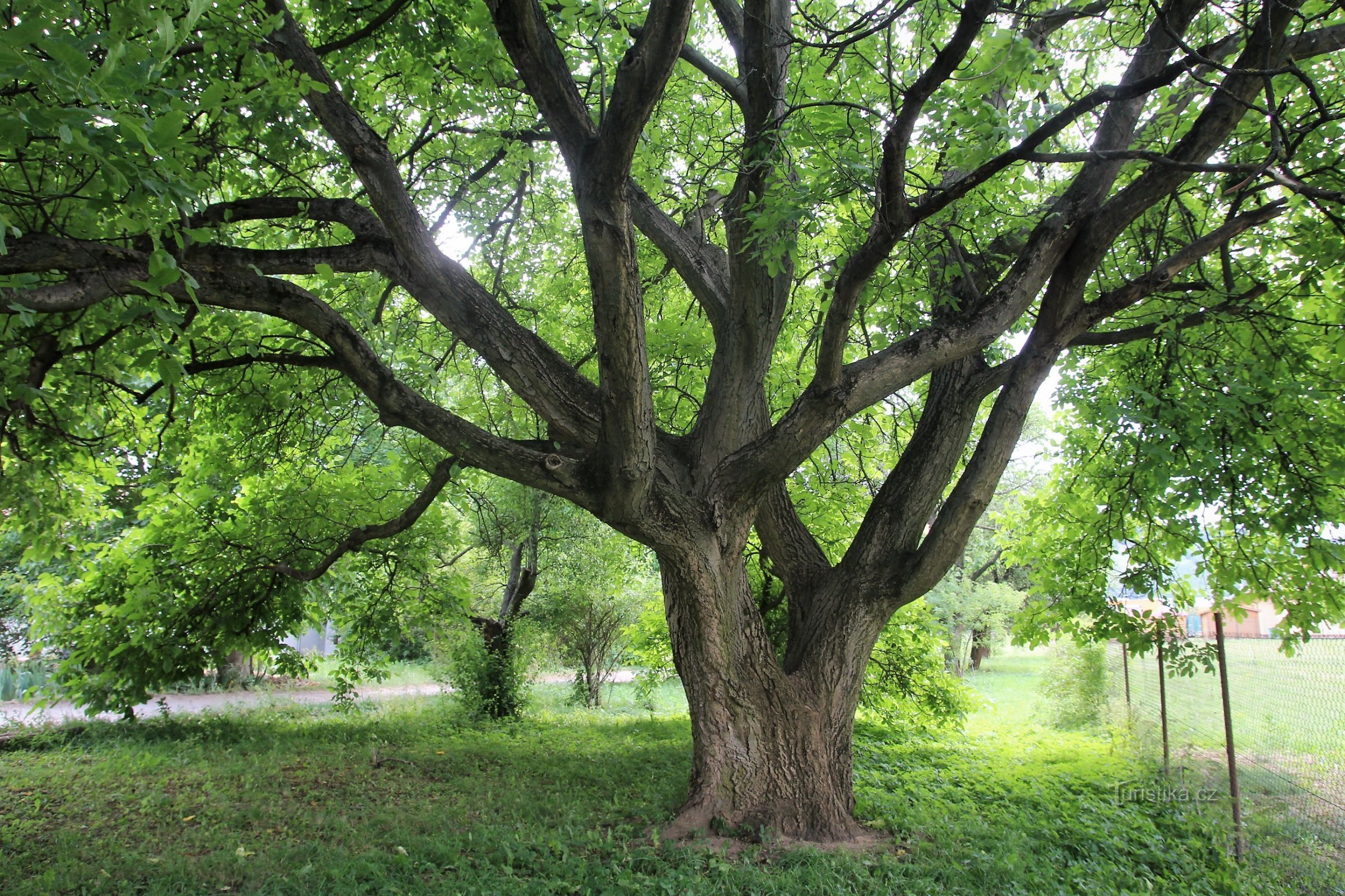 Czech - memorial royal walnut tree