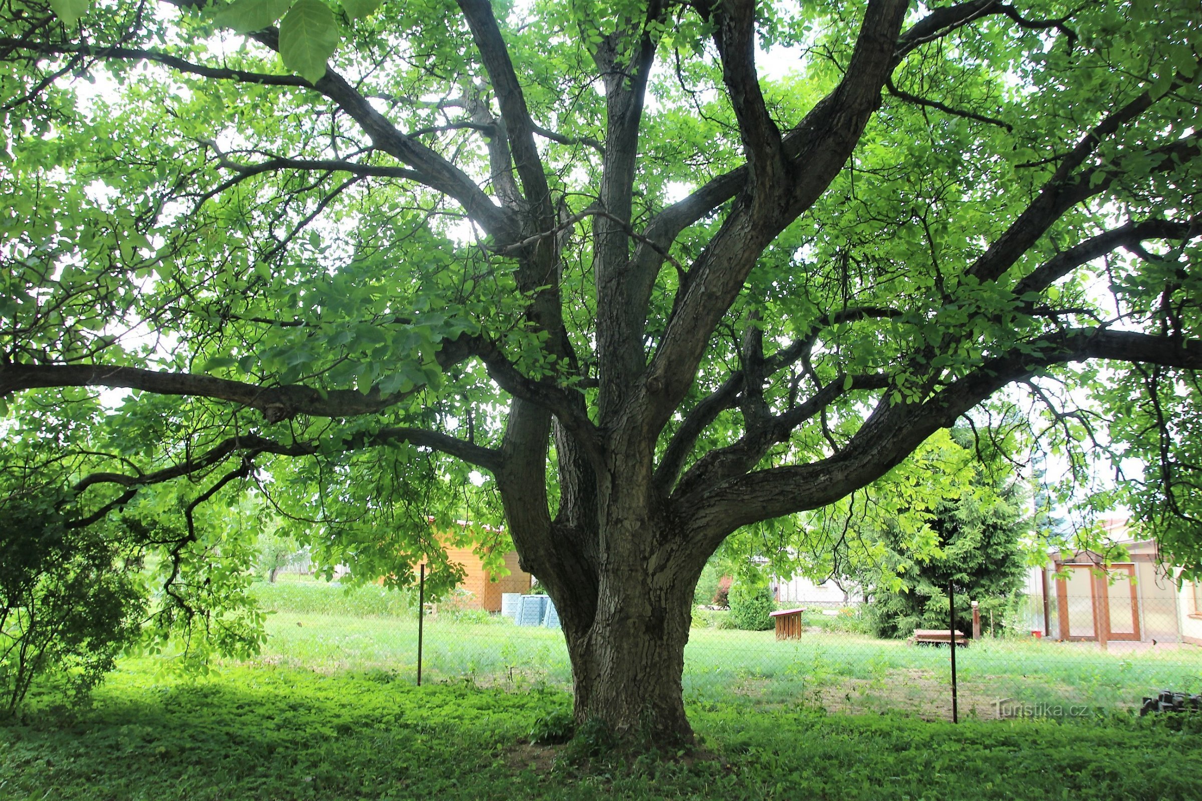Tsjechisch - gedenkteken koninklijke walnotenboom