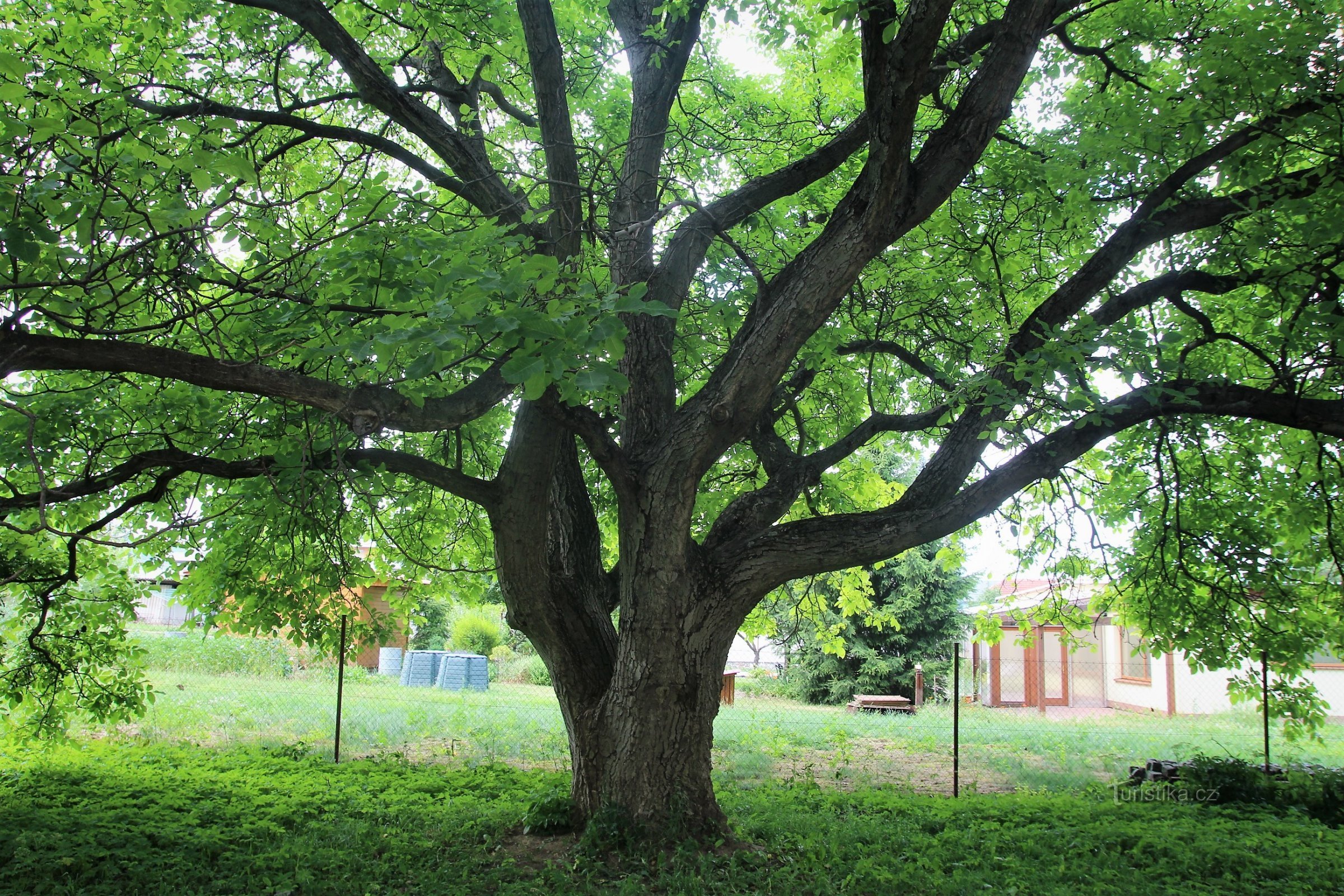 Tjeckiska - minnesmärke kungligt valnötsträd