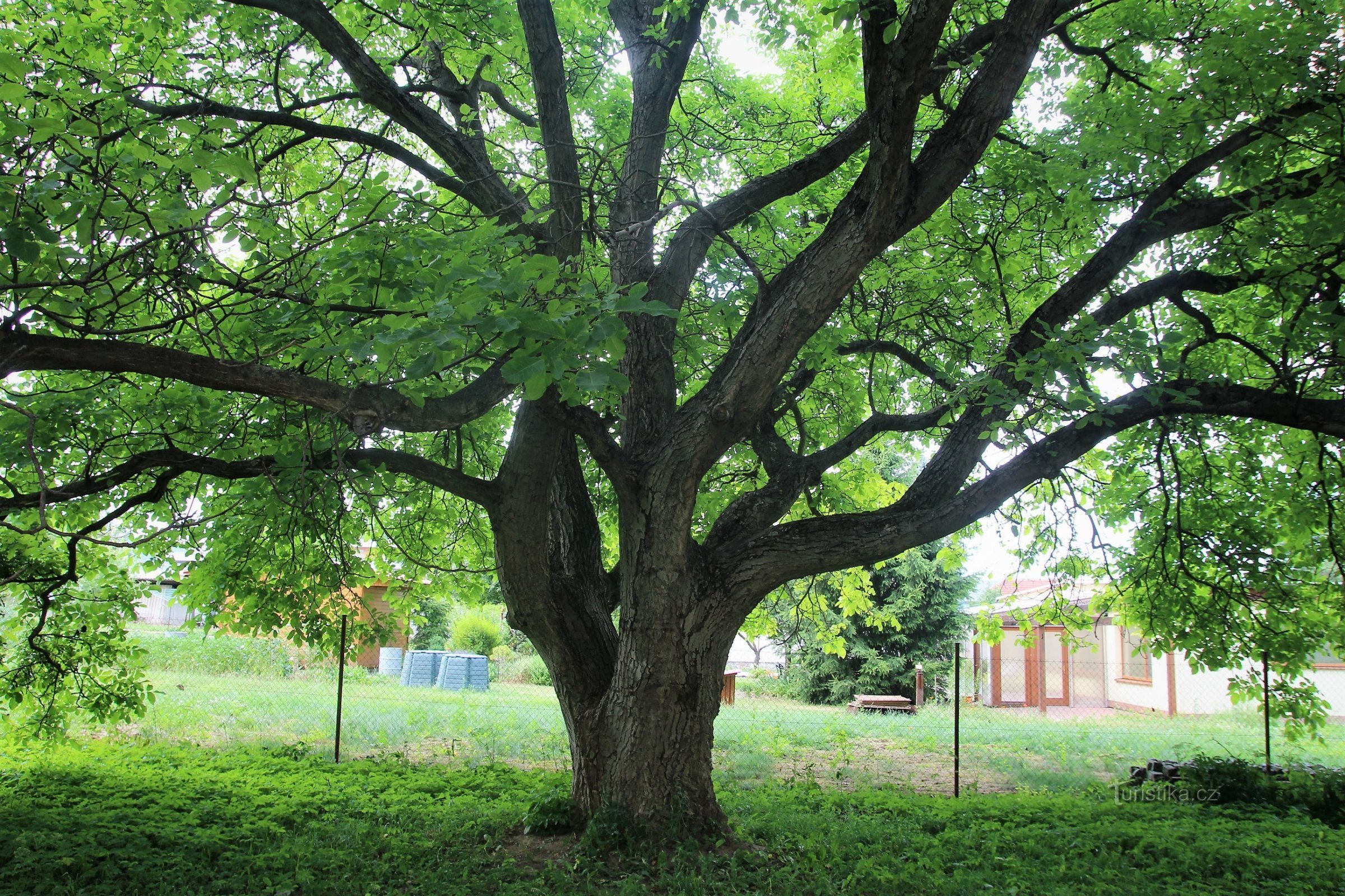 Tsjechisch - gedenkteken koninklijke walnotenboom