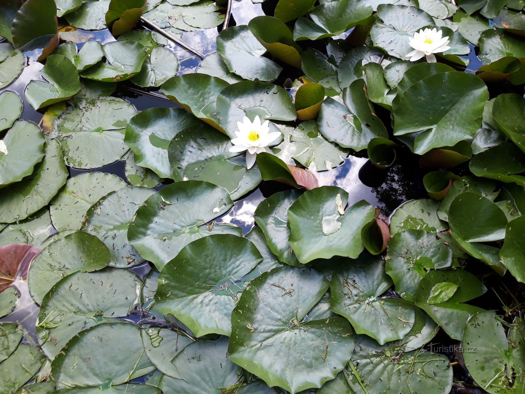 Český Krumlov and the Castle Garden with water lilies