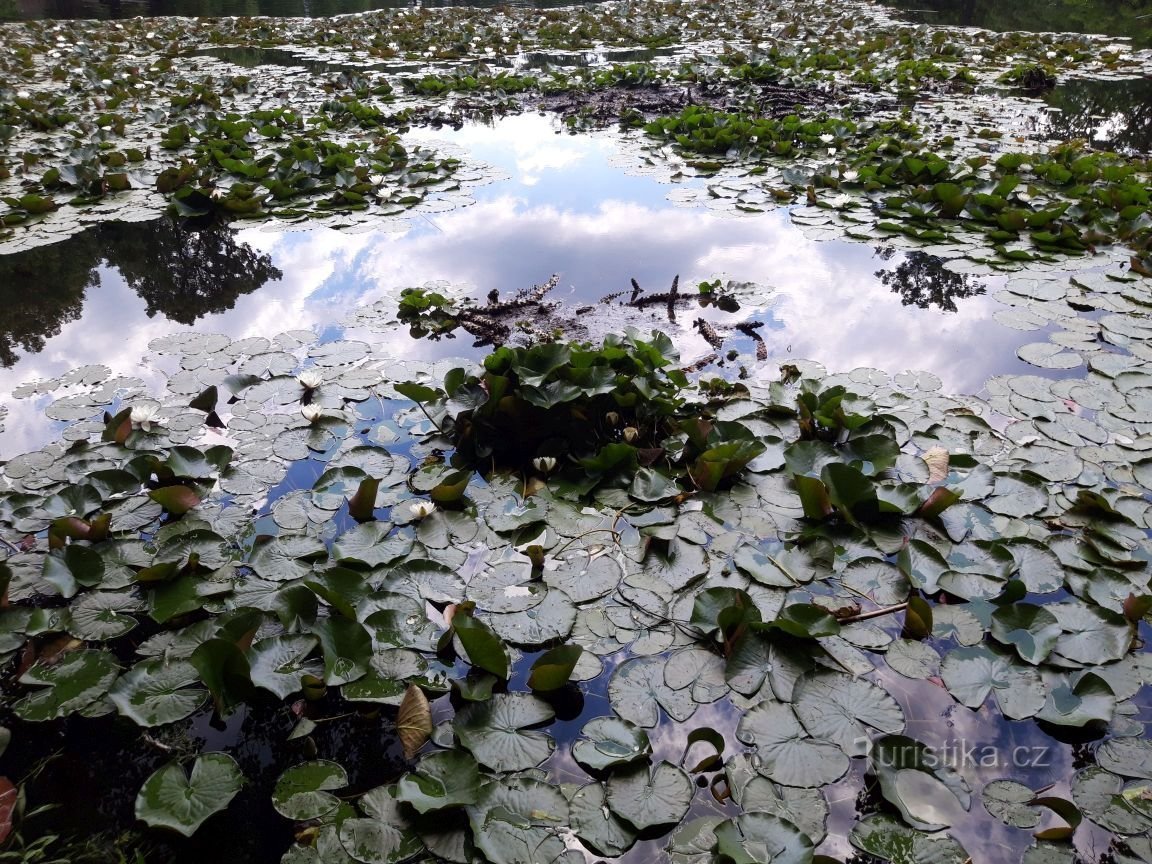 Český Krumlov and the Castle Garden with water lilies